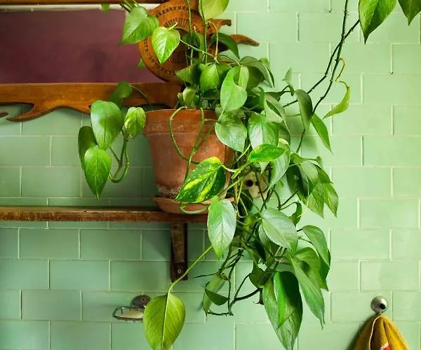 Ca Colmello - Country House * Gesso (Bologna)